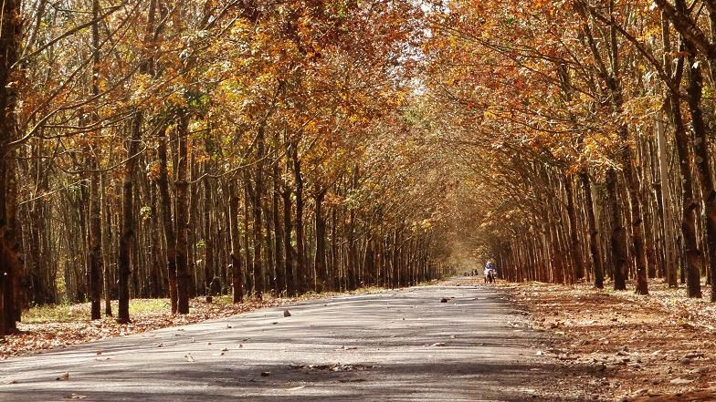 Nằm ở huyện Chư Sê cách Pleiku 40km về phía Nam là những hồ cao su thẳng tắp. Nhờ có đất đỏ bazan màu mỡ và khí hậu mùa đông nhiệt độ thấp nên những rừng cao su ở đây còn có rêu phong phủ đầy tạo nên khung cảnh khiến người ta ví von như những rừng “bạch dương” ở nước ngoài.