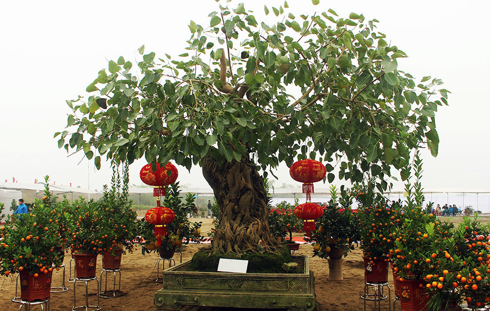 Cay bo de tram tuoi doc nhat Viet Nam, 2 ty khong mua noi-Hinh-2