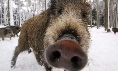 Hy huu: Lon rung qua duong gay TNGT 11 nguoi thuong vong