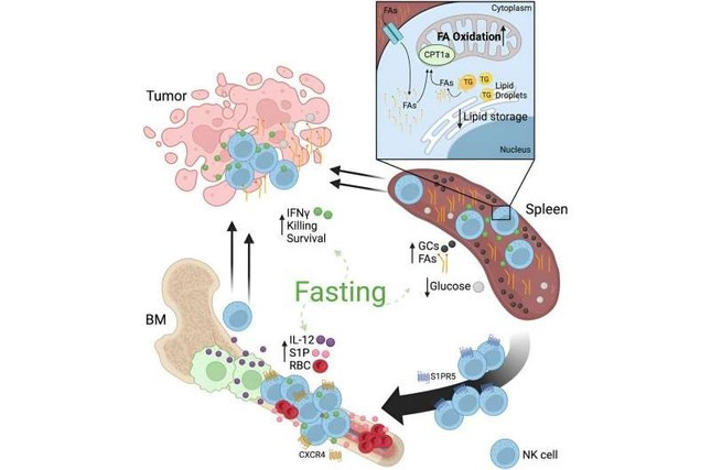 Nhin an co giup chong ung thu tot hon?