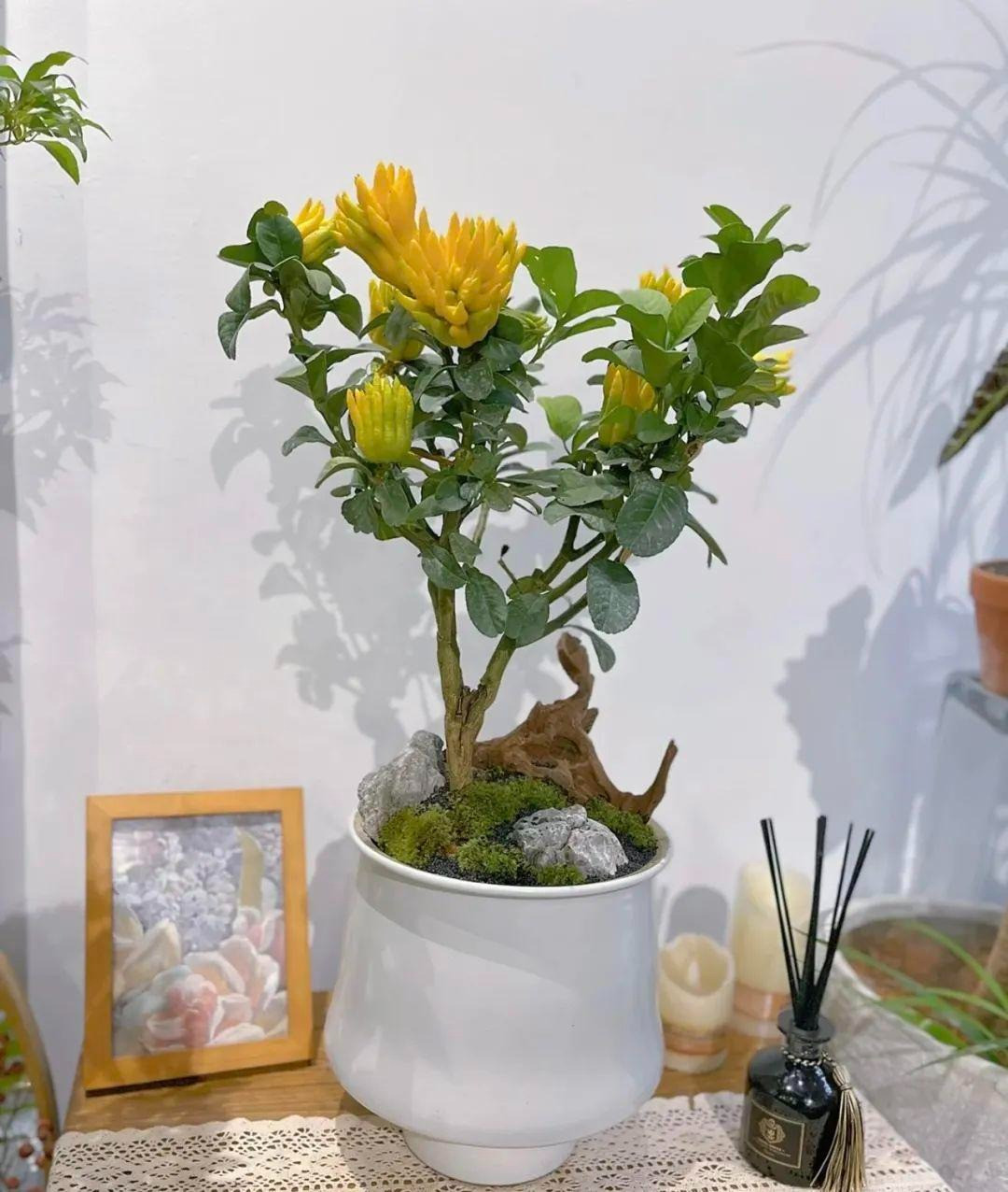 Theo người xưa, quả phật thủ được xem như là biểu tượng của bàn tay Phật, có thể bao bọc, tránh cho gia chủ khỏi tà ma, mang lại may mắn, thuận lợi, như ý.