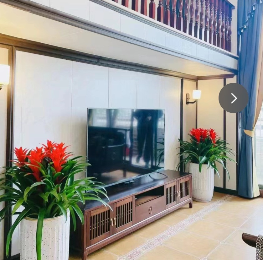 Đây là bông hoa đỏ lộng lẫy, may mắn, chiêu tài nên thật hoàn hảo để đặt một chậu cây cảnh này trong nhà để cầu tài. 