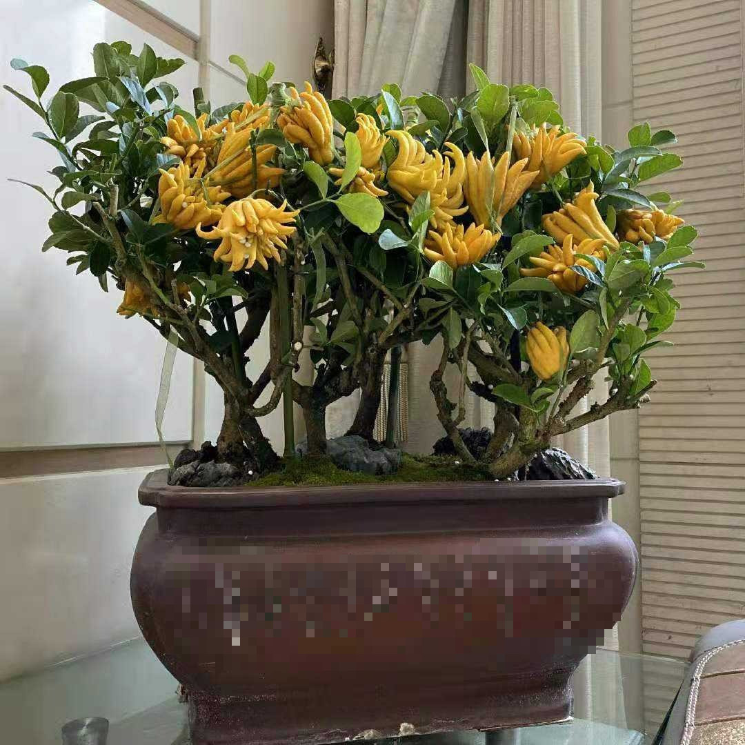 Ngoài ra, hoa của cây phật thủ phát triển chậm nhưng khi nở rộ sẽ tỏa hương thơm tràn ngập khắp không gian tựa như hương thơm của tiền tài. \