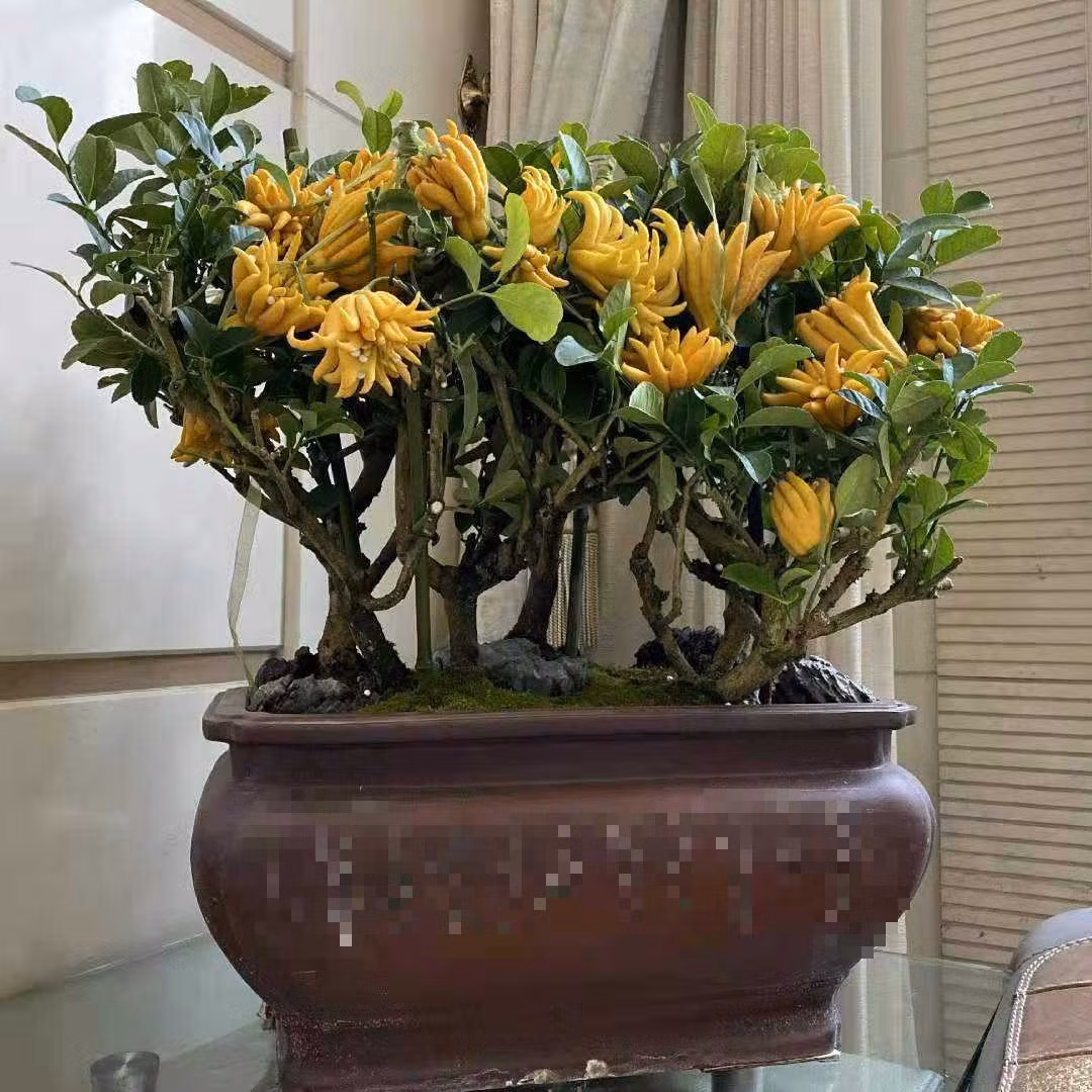 Ngoài ra, hoa của cây phật thủ phát triển chậm nhưng khi nở rộ sẽ tỏa hương thơm tràn ngập khắp không gian tựa như hương thơm của tiền tài. \