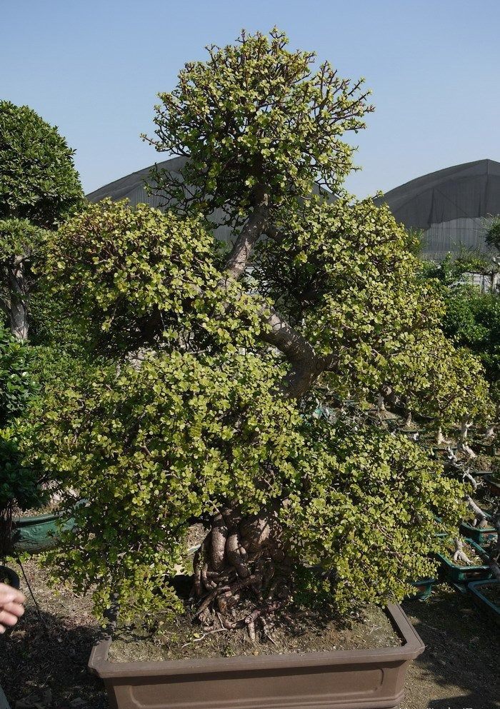 Theo người xưa, cành lá của cây cảnh cành vàng lá ngọc tượng trưng cho tài sản, tiền bạc; khi cây ra hoa điều này thể hiện sự giàu sang no ấm. Cây cảnh hiếm khi nở hoa nhưng khi nở hoa cũng coi là dấu hiệu điềm lành.