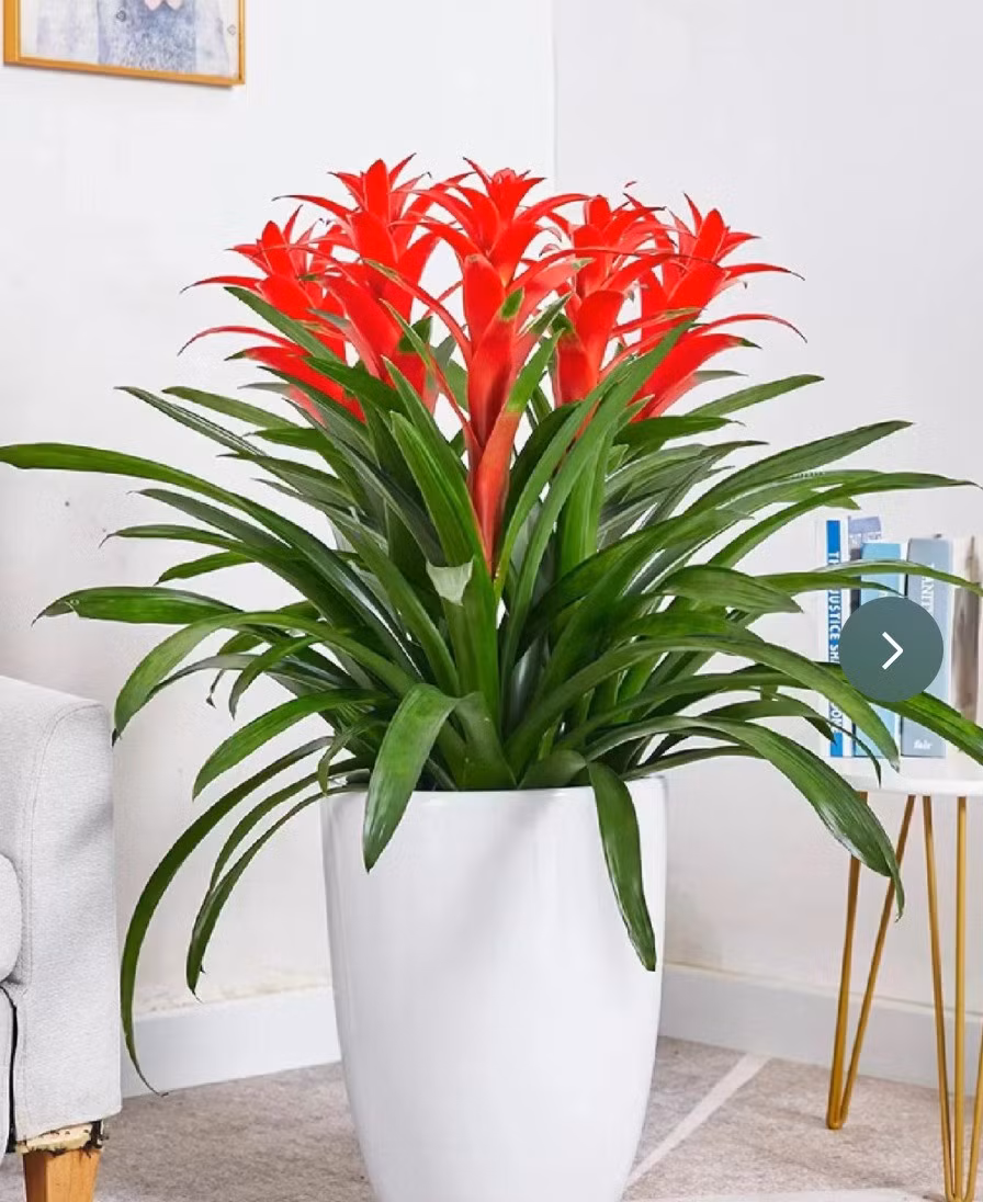 3. Người xưa nói: Dứa cảnh nến đỏ - may mắn liên tục: "Bông hoa lớn màu đỏ" được ưa thích trong đêm Giao thừa đầu tiên phải kể đến dứa cảnh nến (tên tiếng Anh là Chrismas candle).