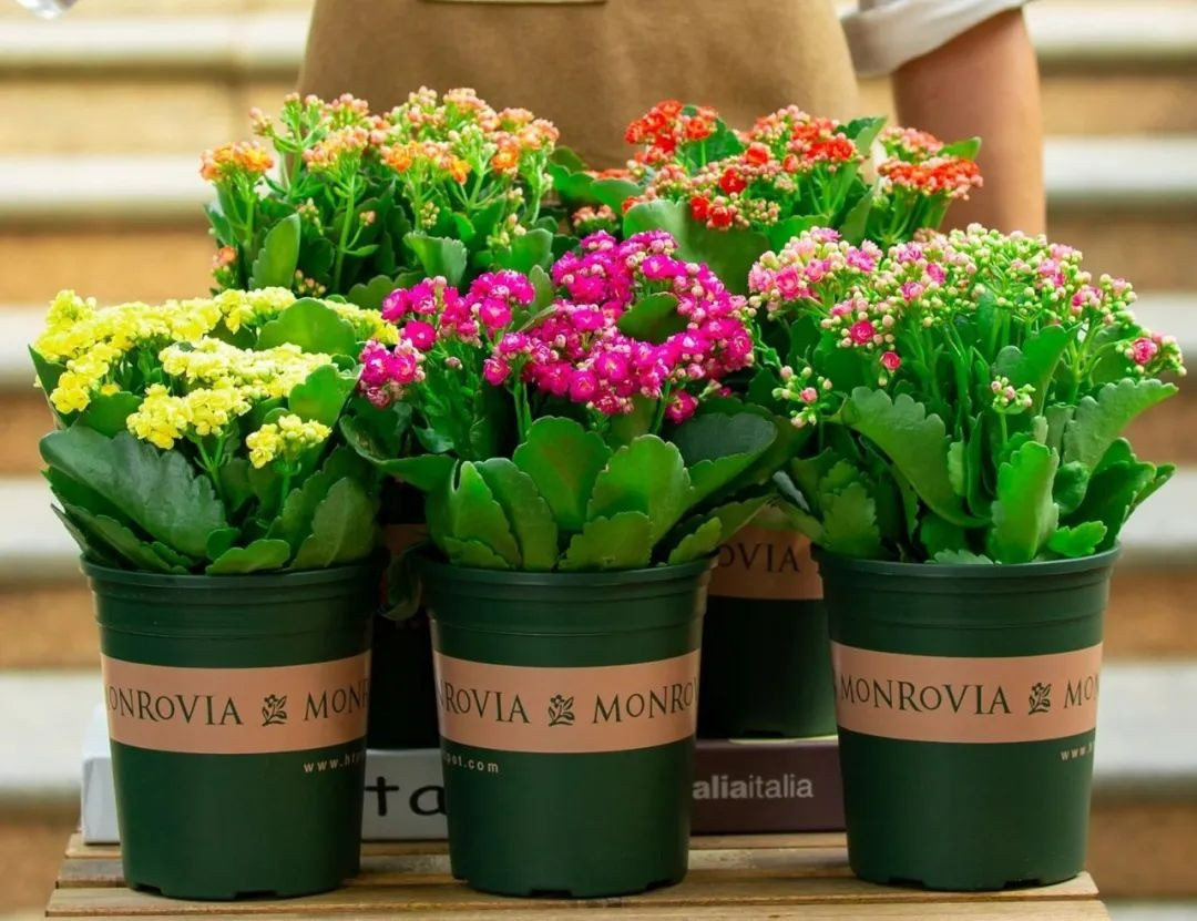 Vậy cho nên, người xưa khuyên nên đặt sống đời trong nhà để mang lại sức khỏe và hạnh phúc cho gia đình. Bên cạnh đó là ý nghĩa cho sự sinh sôi nảy nở, tinh thần đoàn kết của các thành viên. 