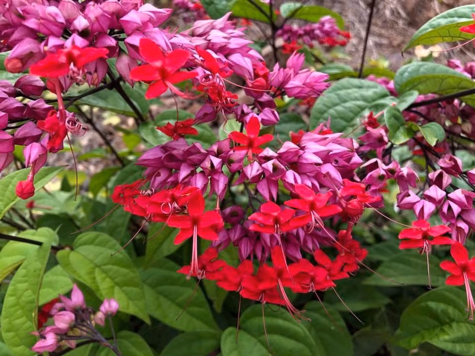 Thời xa xưa, rồng nhả ngọc được coi là một linh vật linh thiêng và xinh đẹp, đồng thời còn mang ý nghĩa “sự cát tường”. biểu tượng của sự thịnh vượng và may mắn. Do đó, người xưa cho rằng, rồng nhả hạt có nghĩa là nguồn tài lộc dồi dào, không ngừng tuôn trào.