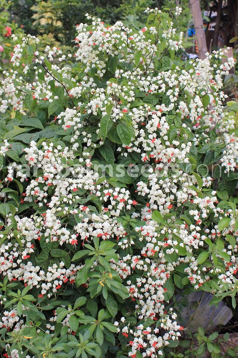 Hoa ngọc nữ là loại cây dây leo cho hoa màu sắc đẹp nở hoa gần như quanh năm. Cây cảnh có cành và lá khỏe, lá màu xanh đậm, hoa to, hình dạng hoa độc đáo, màu sắc đẹp, trang nhã, màu sắc tươi sáng. Khi nở hoa trông giống như những hạt châu phun ra từ miệng rồng, mang vẻ quý phái, tao nhã, cát tường.