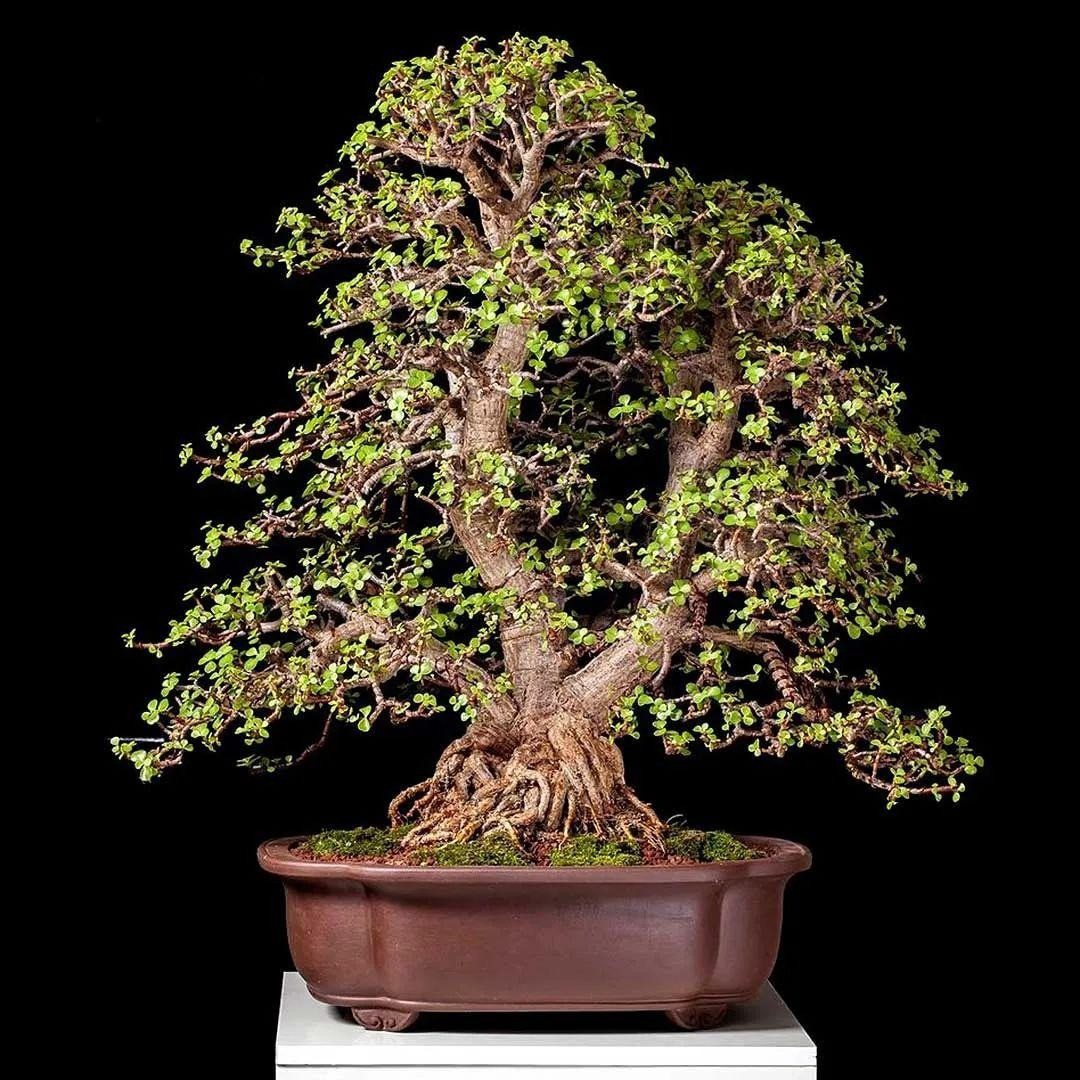 2. Người xưa nói: Cành vàng lá ngọc - bông hoa giàu có: Loài cây cảnh tốt lành này có tên tiếng Anh là Portulacaria afra hoặc elephant's food (thức ăn của voi), elephant bush (cây bụi voi). Sở dĩ nó có tên là cây thức ăn của voi vì nó là món ăn ưa thích của voi châu Phi.