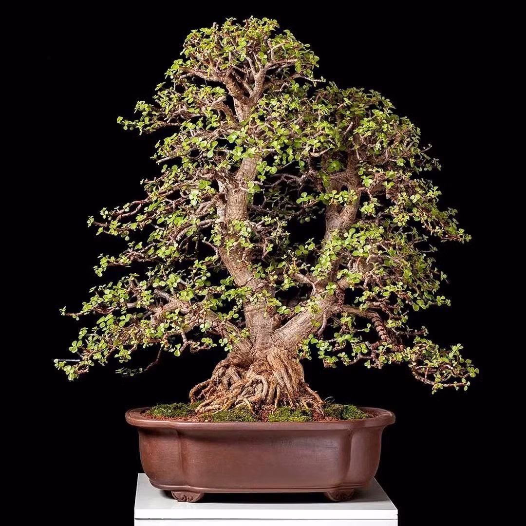 2. Người xưa nói: Cành vàng lá ngọc - bông hoa giàu có: Loài cây cảnh tốt lành này có tên tiếng Anh là Portulacaria afra hoặc elephant's food (thức ăn của voi), elephant bush (cây bụi voi). Sở dĩ nó có tên là cây thức ăn của voi vì nó là món ăn ưa thích của voi châu Phi.