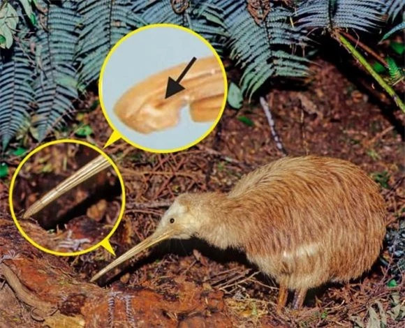 2. Chim Kiwi có lỗ mũi nằm ở cuối mỏ.