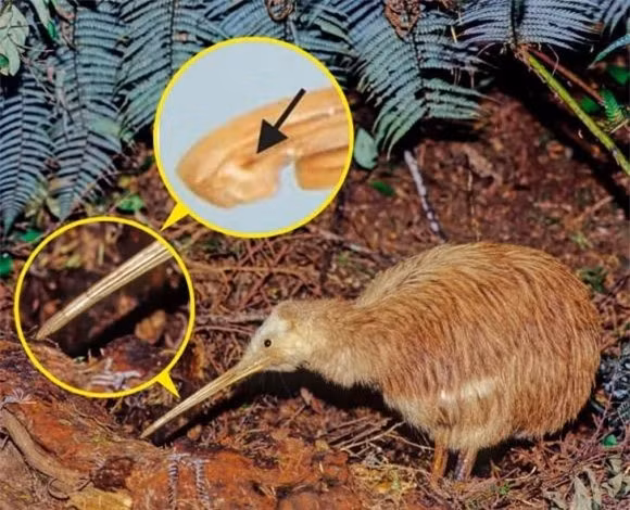 2. Chim Kiwi có lỗ mũi nằm ở cuối mỏ.