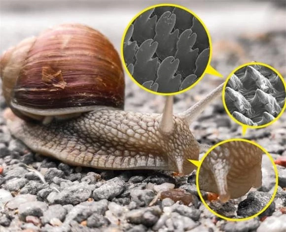 8. Một con ốc sên có thể có tới 25.000 chiếc răng và chiếc lưỡi thô ráp.
