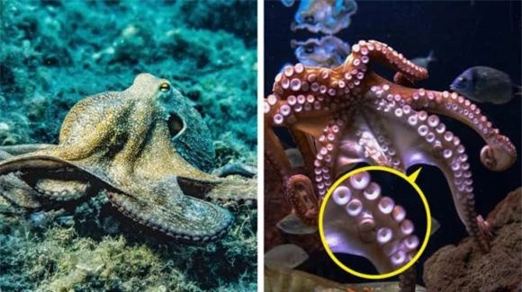 3. Bạch tuộc có máu màu xanh lam, não trung tâm hình bánh rán, 3 trái tim, trên mỗi xúc tu (cánh tay) đều có não với khoảng 200-250 giác hút. Nó có thể di chuyển với tốc độ 25 dặm/giờ.