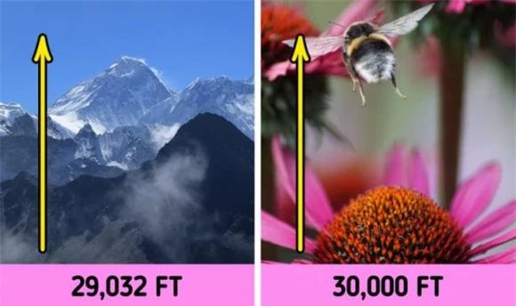 5. Ong vò vẽ vùng núi cao có thể bay cao hơn cả đỉnh Everest.
