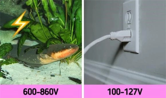 7. Điện năng do lươn điện tạo ra có thể dao động từ 600 đến 860 vôn.