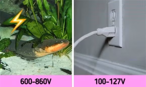 7. Điện năng do lươn điện tạo ra có thể dao động từ 600 đến 860 vôn.