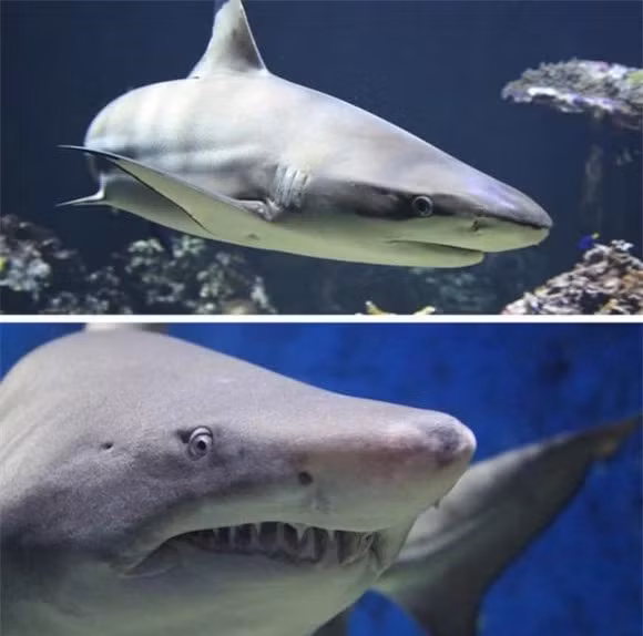 9. Cá mập tiếp tục phát triển trong suốt cuộc đời của chúng.