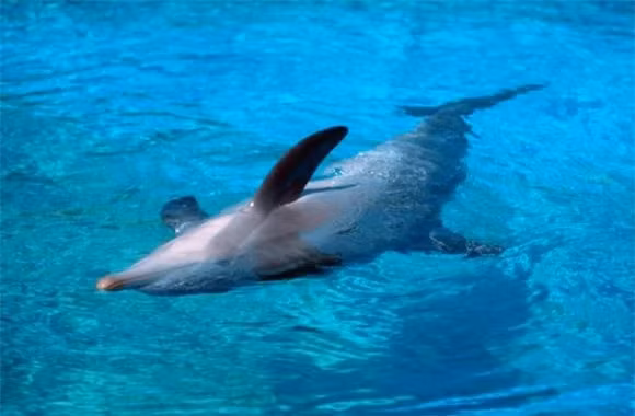 12. Cá heo ngủ với một mắt nhắm và một nửa bộ não của chúng hoạt động trong khi nửa còn lại tỉnh táo để đề phòng nguy hiểm.