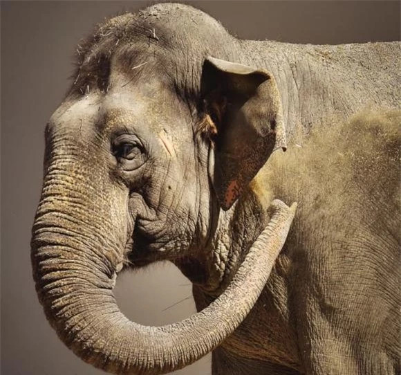 15. Vòi voi chứa khoảng 100.000 cơ và gân.