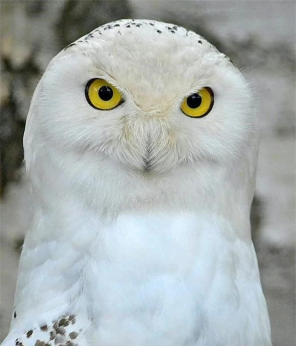 13. Cú không thể ngửi thấy con mồi vì chúng không có khứu giác. Thay vào đó, cú dựa vào thính giác của mình để phát hiện ra con mồi.