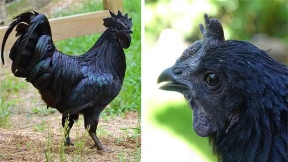 16. Ayam Cemani, giống gà quý hiếm đến từ Indonesia có màu đen toàn thân do đột biến gen, bao gồm cả da, nội tạng, lưỡi, mắt,...