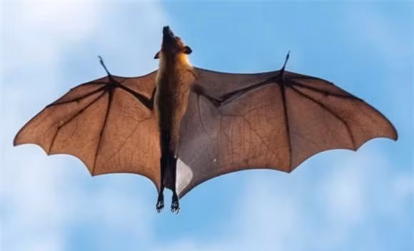 11. Dơi là loài động vật có vú duy nhất biết bay.