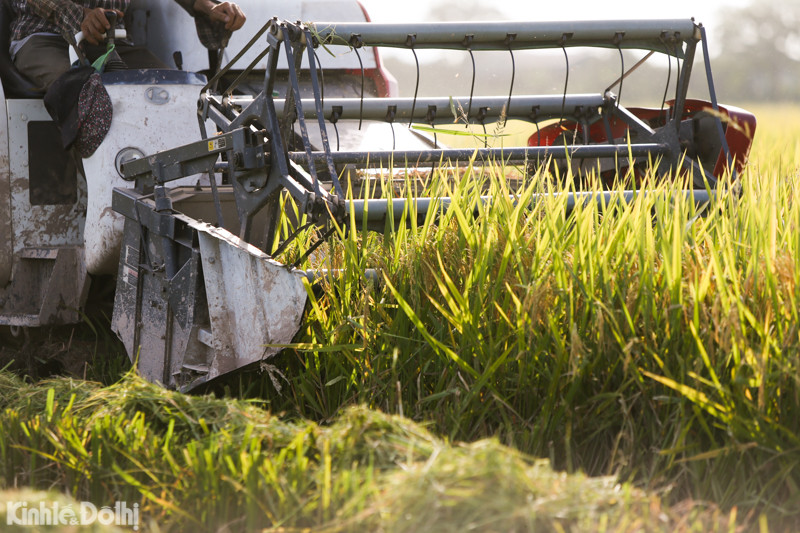 Bên cạnh đó, vẫn còn những hộ dân gặt tay thủ công do diện tích ruộng quá nhỏ và lúa chín sớm hơn so với các nhà bên.