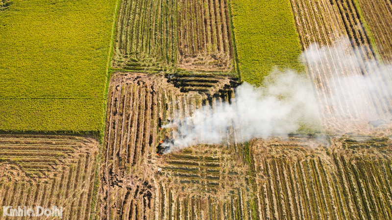 Những lượm lúa nặng trĩu hạt trong ngày thu hoạch.