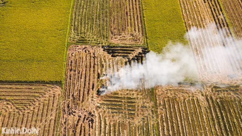 Những lượm lúa nặng trĩu hạt trong ngày thu hoạch.