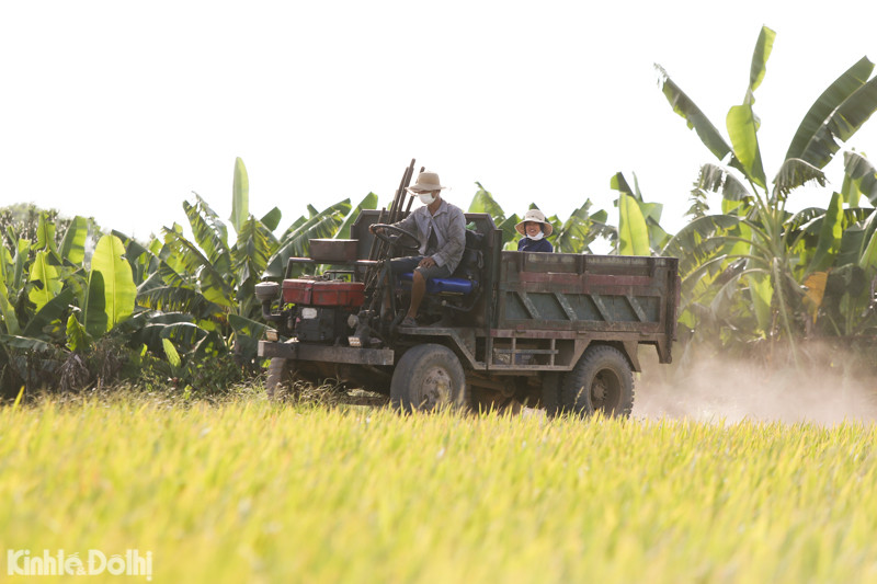 Dù vất vả, nắng nóng nhưng bác nông dân vẫn cố gắng gặt cho xong, thậm chí tranh thủ trời râm mát để thu hoạch.