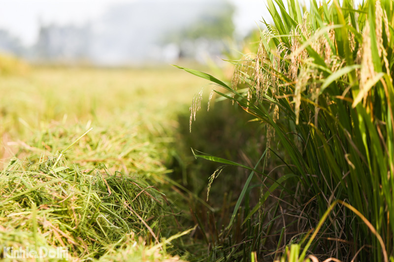 Hình ảnh cánh đồng lúa vàng ươm chuẩn bị được nông dân xã Sài Sơn thu hoạch để tiếp cho mùa vụ mới.