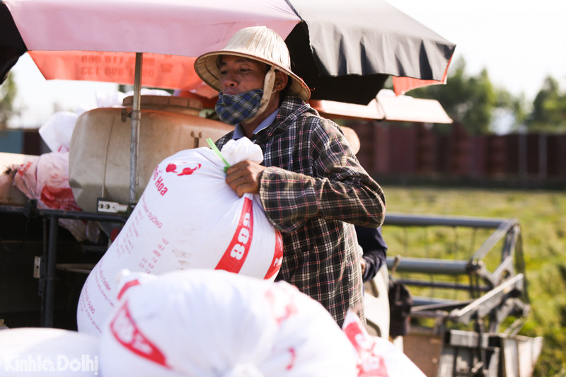 Những bao thóc được thu hoạch mang về nhà phơi khô cho kịp nắng.