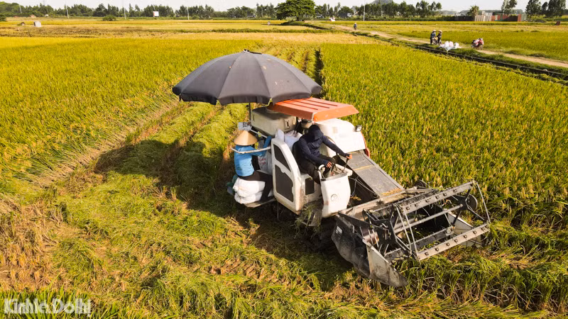 Tuy nhiên, thời điểm hiện tại bắt đầu bước vào mùa hè, nắng nóng khá gay gắt.