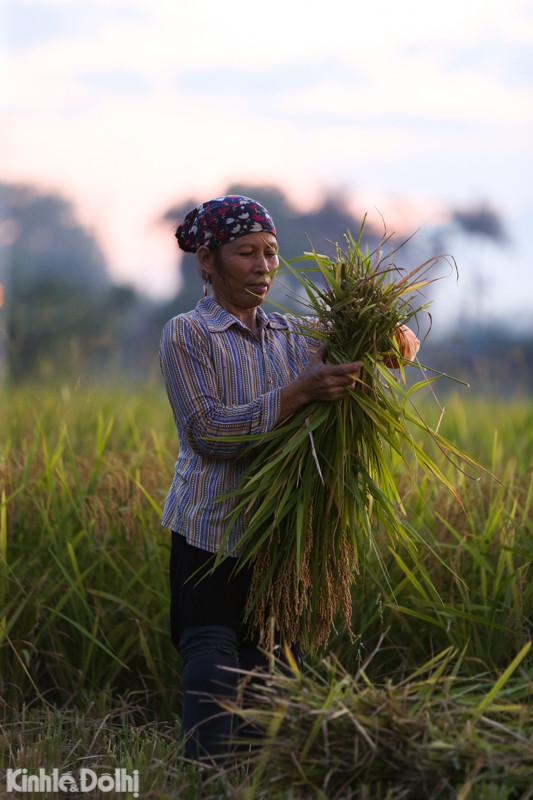 Những bao thóc được thu hoạch mang về nhà phơi khô cho kịp nắng.