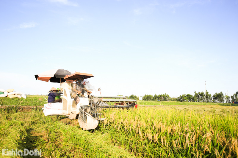 Nhiệt độ ngoài trời vượt ngưỡng 40 độ, có nơi đạt gần 50 độ. Tuy nhiên, người dân vẫn miệt mài để thu hoạch lúa cho đúng tiến độ của vụ mùa.