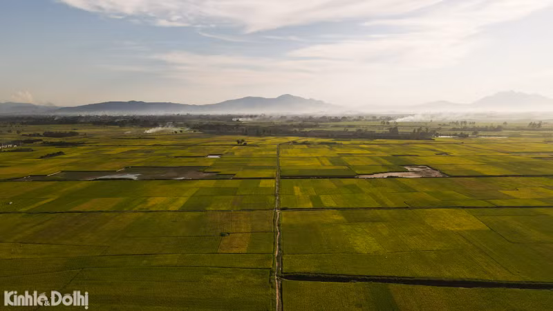 Nguoi dan vung ngoai thanh tat bat thu hoach lua duoi cai nang gan 40 do C