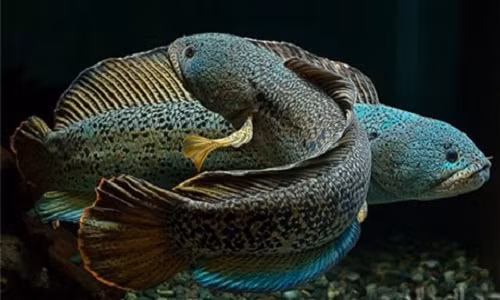 Nhưng hiếm người từng nhìn thấy cá quả hoàng đế, vốn có màu sắc sặc sỡ hơn rất nhiều, được nhập ngoại về Hà Nội chơi cảnh. Giá không hề rẻ, nếu không nói là rất đắt: cả nghìn đô la Mỹ trở lên.