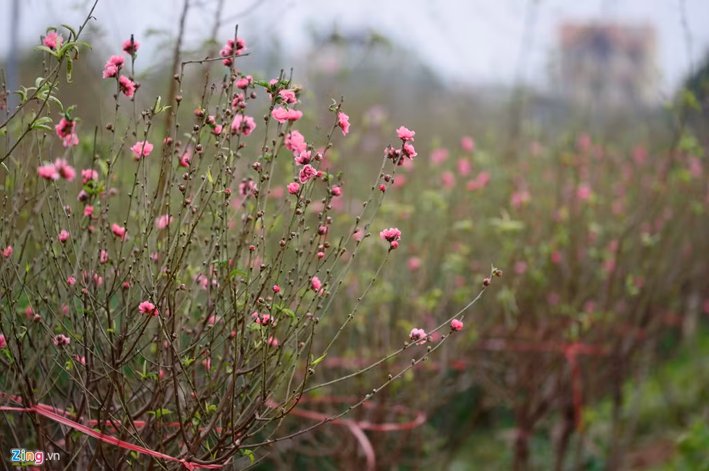 Các vườn trồng đào rừng, đào thế bắt đầu được phát giá từ 5 đến 10 triệu đồng/cây bao gồm cả cho thuê lẫn bán.