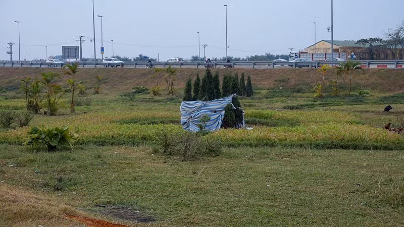 Cụm cây thông cảnh cùng chung số phận.