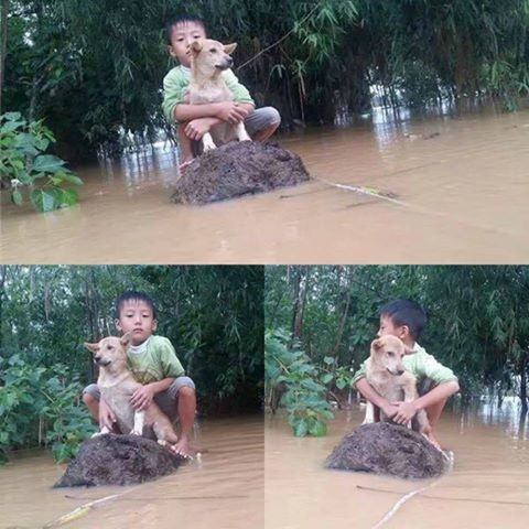 Đây là một trong những hình ảnh xúc động được dư luận quan tâm trong đợt mưa bão nghiêm trọng ở miền Trung. Trong hình, một cậu bé ôm chú chó, xung quanh là biển nước mênh mông. Khoảnh khắc này được cô giáo mầm non chụp lại tại vùng lũ Quảng Bình. Ảnh: Facebook Hoàng Anh.