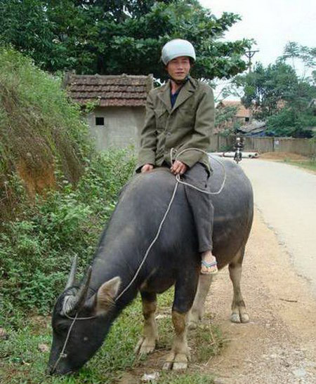 Ý thức tham gia giao thông quá cao, đến cưỡi trâu cũng đội mũ bảo hiểm.