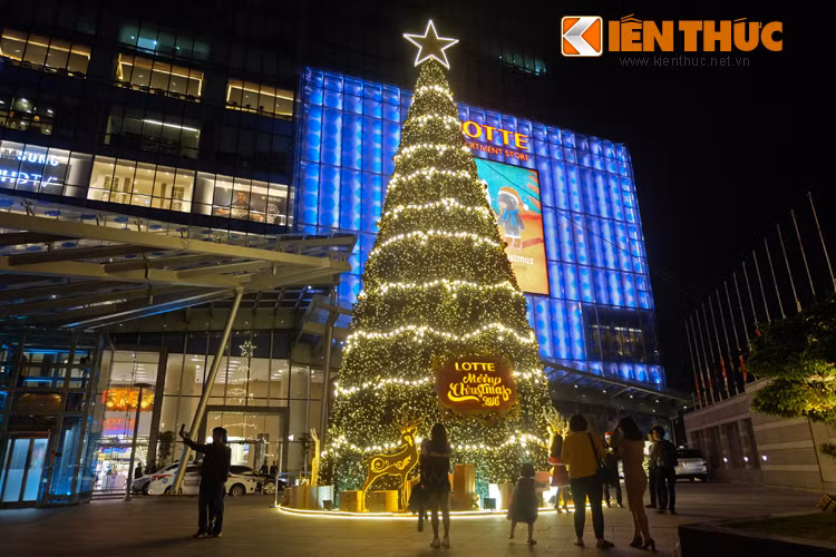 Cây thông với kích thước "khủng" ở Liễu Giai thu hút sự chú ý của mọi người.