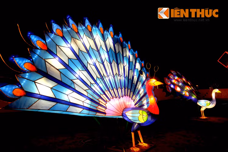 Diện tích khu tổ chức lễ hội rộng khoảng 50.000m2. Có tới 5 khu vực trưng bày đèn lồng gắn với các chủ đề hòa bình, tình yêu, hy vọng, khu giao lưu văn hóa Việt - Hàn và khu vui chơi dành cho trẻ em.