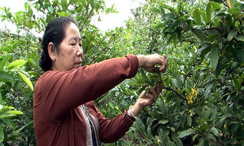 Mai Tet no som bao hieu nguon cung khan hiem