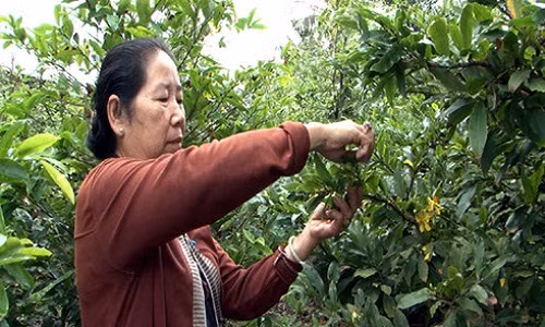 Mai Tet no som bao hieu nguon cung khan hiem