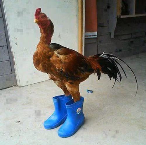 Mưa lạnh cũng bó tay vì ủng xanh đã có.