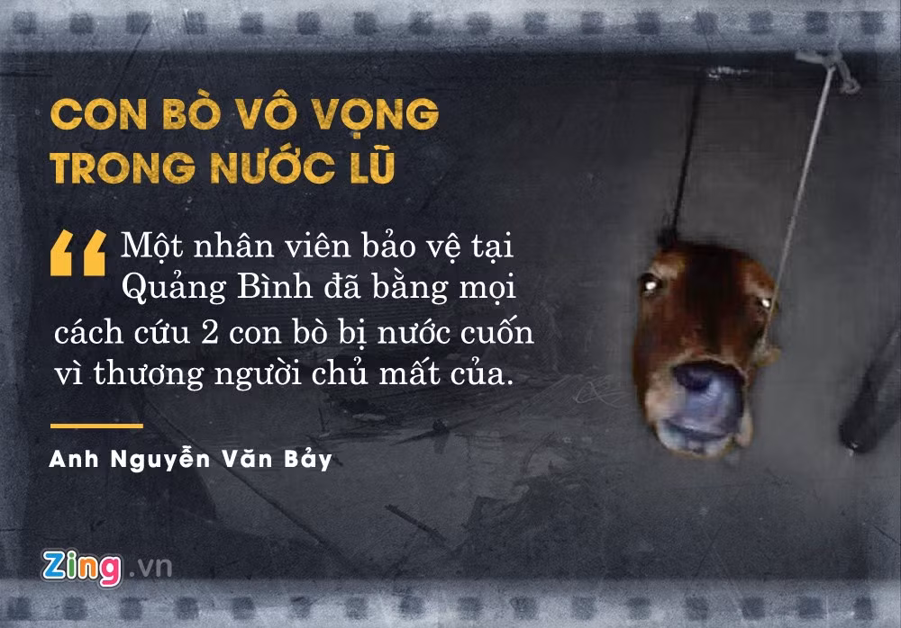 Trong trận lũ tại Quảng Bình tháng 10 vừa qua, anh Nguyễn Văn Bảy - một nhân viên bảo vệ - phát hiện 2 con bò bị nước cuốn. Gia đình anh Bảy đã dùng mọi cách cứu những con vật vì thương người chủ mất của. Bức ảnh con bò vô vọng trong nước lũ do chính anh chụp nhanh chóng gây chú ý trên mạng.