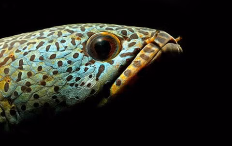 Cái đầu đầy ấn tượng của một con cá quả hoàng đế. Khác với cá quả thường, cá quả hoàng đế rất khó sinh nở nên giá càng đắt, dù việc nuôi chúng khá đơn giản.